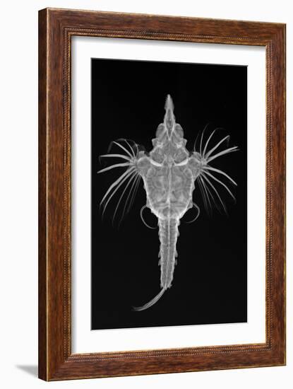 Short Dragonfish-Sandra J. Raredon-Framed Art Print