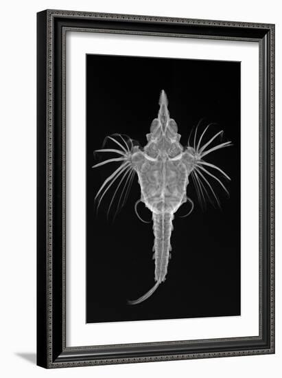 Short Dragonfish-Sandra J. Raredon-Framed Art Print