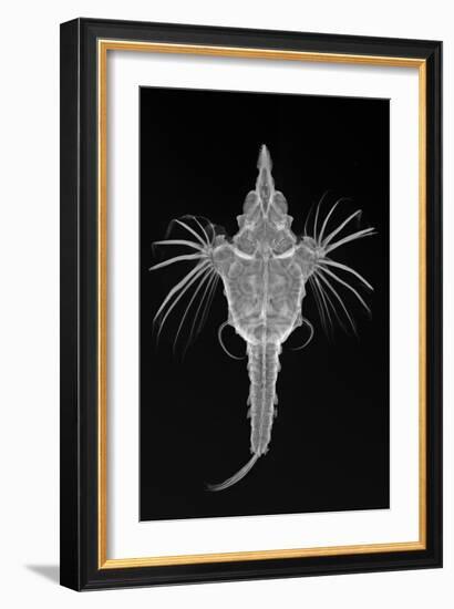 Short Dragonfish-Sandra J. Raredon-Framed Art Print