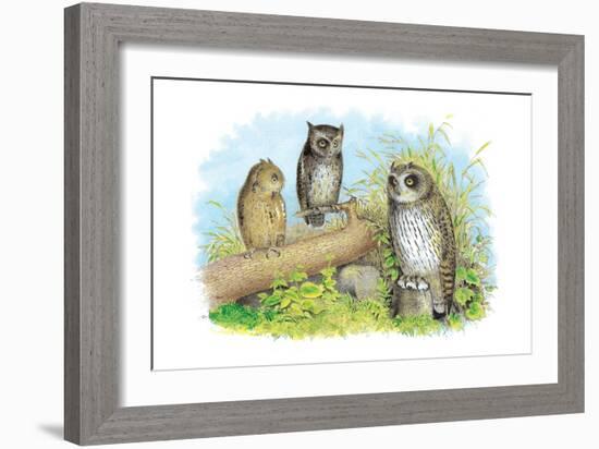 Short-Eared Owl and Screech Owl-Theodore Jasper-Framed Art Print