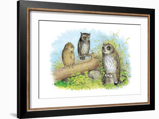 Short-Eared Owl and Screech Owl-Theodore Jasper-Framed Art Print