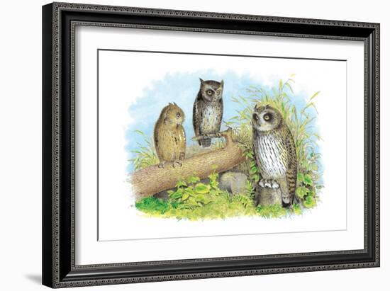 Short-Eared Owl and Screech Owl-Theodore Jasper-Framed Art Print