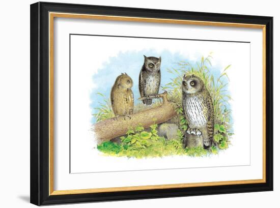 Short-Eared Owl and Screech Owl-Theodore Jasper-Framed Art Print