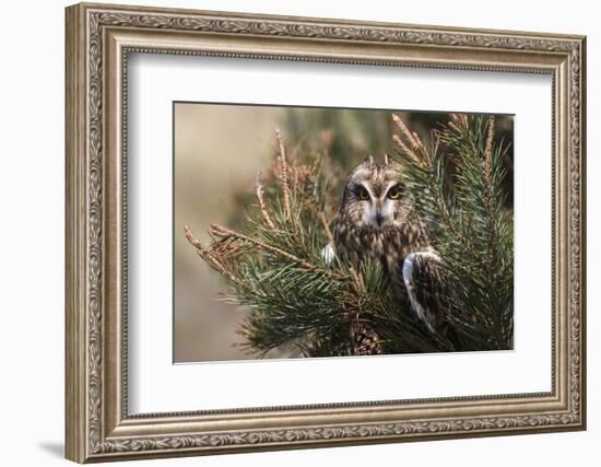 Short-eared owl (Asio flammeus) captive, Holy Island, Northumberland, England-Ann and Steve Toon-Framed Photographic Print