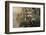 Short-eared owl (Asio flammeus) captive, Holy Island, Northumberland, England-Ann and Steve Toon-Framed Photographic Print