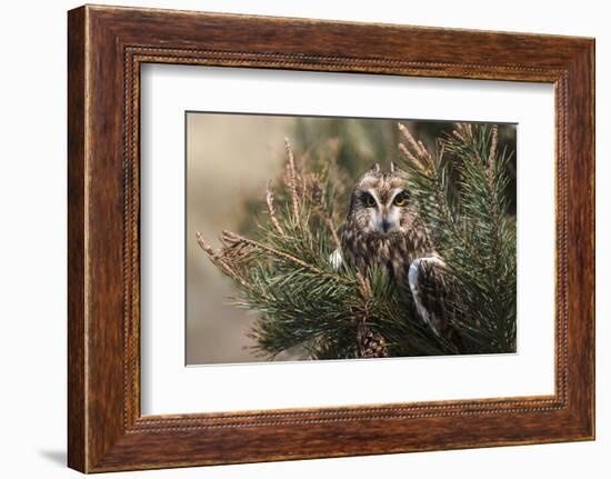 Short-eared owl (Asio flammeus) captive, Holy Island, Northumberland, England-Ann and Steve Toon-Framed Photographic Print