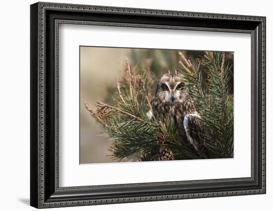 Short-eared owl (Asio flammeus) captive, Holy Island, Northumberland, England-Ann and Steve Toon-Framed Photographic Print