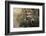 Short-eared owl (Asio flammeus) captive, Holy Island, Northumberland, England-Ann and Steve Toon-Framed Photographic Print