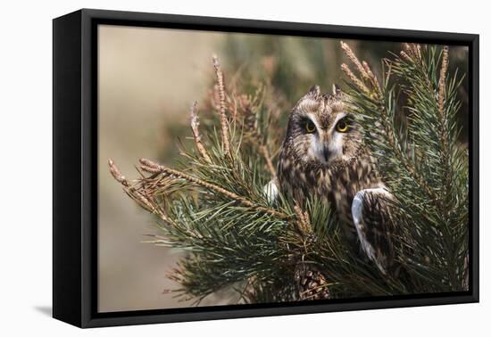 Short-eared owl (Asio flammeus) captive, Holy Island, Northumberland, England-Ann and Steve Toon-Framed Premier Image Canvas