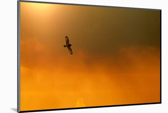 Short-Eared Owl (Asio Flammeus) in Flight, Backlit, at Dusk, Lincolnshire, UK, March-Ben Hall-Mounted Photographic Print