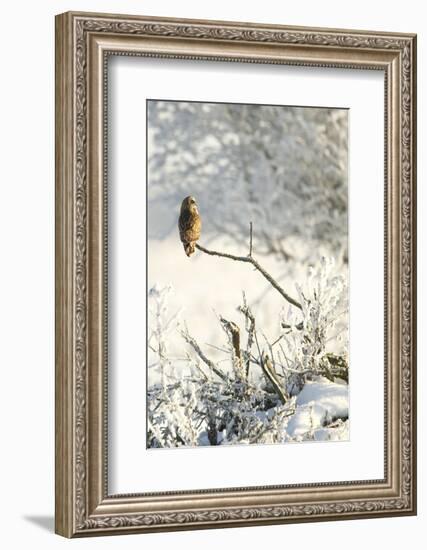 Short-Eared Owl (Asio Flammeus) Perched on a Branch, Worlaby Carr, Lincolnshire, England, UK-Danny Green-Framed Premium Photographic Print