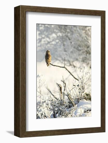 Short-Eared Owl (Asio Flammeus) Perched on a Branch, Worlaby Carr, Lincolnshire, England, UK-Danny Green-Framed Premium Photographic Print