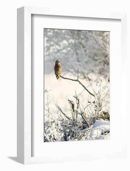 Short-Eared Owl (Asio Flammeus) Perched on a Branch, Worlaby Carr, Lincolnshire, England, UK-Danny Green-Framed Premium Photographic Print