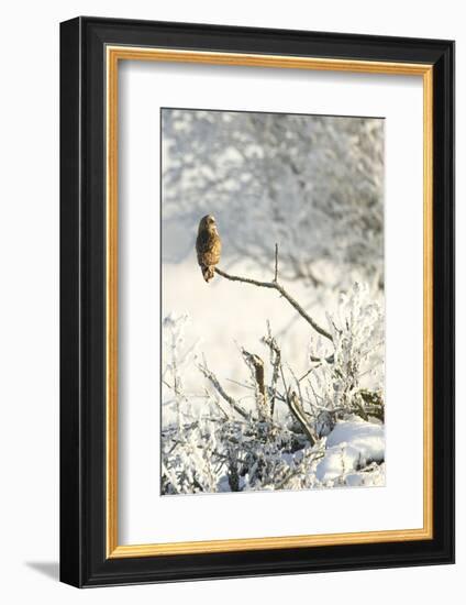 Short-Eared Owl (Asio Flammeus) Perched on a Branch, Worlaby Carr, Lincolnshire, England, UK-Danny Green-Framed Photographic Print