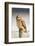 Short-Eared Owl (Asio Flammeus) Perched on a Fence Post, Worlaby Carr, Lincolnshire, England, UK-Danny Green-Framed Photographic Print