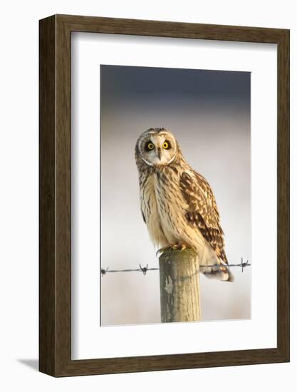 Short-Eared Owl (Asio Flammeus) Perched on a Fence Post, Worlaby Carr, Lincolnshire, England, UK-Danny Green-Framed Photographic Print