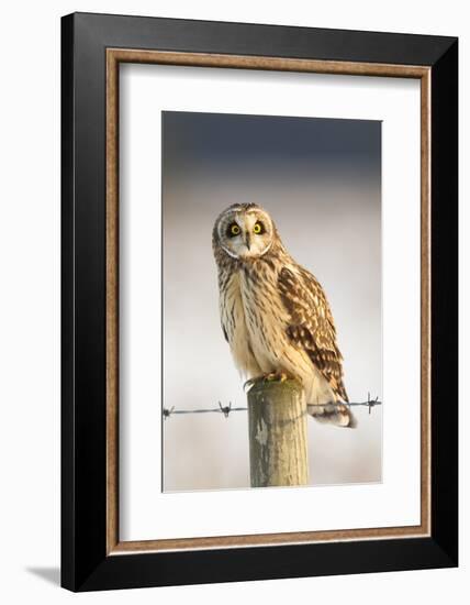 Short-Eared Owl (Asio Flammeus) Perched on a Fence Post, Worlaby Carr, Lincolnshire, England, UK-Danny Green-Framed Photographic Print