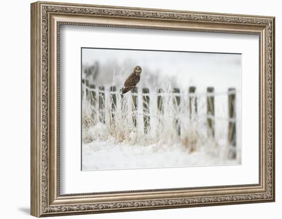 Short-Eared Owl (Asio Flammeus) Perched on a Fence Post, Worlaby Carr, Lincolnshire, England, UK-Danny Green-Framed Photographic Print