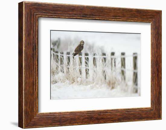 Short-Eared Owl (Asio Flammeus) Perched on a Fence Post, Worlaby Carr, Lincolnshire, England, UK-Danny Green-Framed Photographic Print