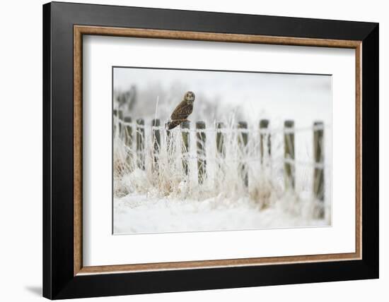 Short-Eared Owl (Asio Flammeus) Perched on a Fence Post, Worlaby Carr, Lincolnshire, England, UK-Danny Green-Framed Photographic Print