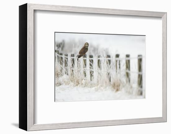 Short-Eared Owl (Asio Flammeus) Perched on a Fence Post, Worlaby Carr, Lincolnshire, England, UK-Danny Green-Framed Photographic Print