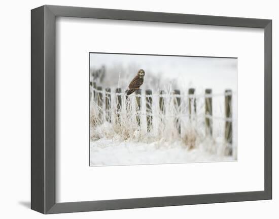 Short-Eared Owl (Asio Flammeus) Perched on a Fence Post, Worlaby Carr, Lincolnshire, England, UK-Danny Green-Framed Photographic Print