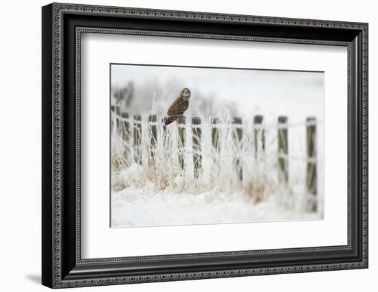 Short-Eared Owl (Asio Flammeus) Perched on a Fence Post, Worlaby Carr, Lincolnshire, England, UK-Danny Green-Framed Photographic Print