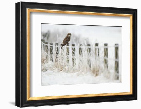 Short-Eared Owl (Asio Flammeus) Perched on a Fence Post, Worlaby Carr, Lincolnshire, England, UK-Danny Green-Framed Photographic Print