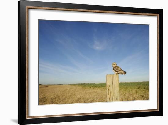 Short-Eared Owl (Asio Flammeus) Perched on Post, Wallasea Island Wild Coast Project, Essex, UK-Terry Whittaker-Framed Photographic Print