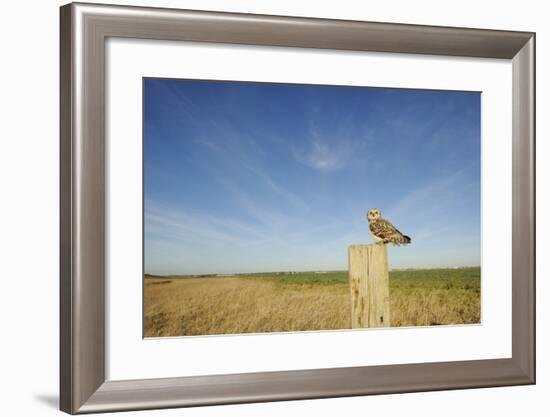 Short-Eared Owl (Asio Flammeus) Perched on Post, Wallasea Island Wild Coast Project, Essex, UK-Terry Whittaker-Framed Photographic Print