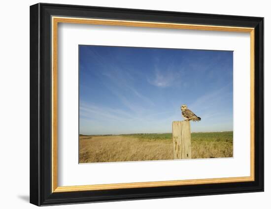 Short-Eared Owl (Asio Flammeus) Perched on Post, Wallasea Island Wild Coast Project, Essex, UK-Terry Whittaker-Framed Photographic Print
