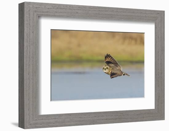 Short-eared Owl flying-Ken Archer-Framed Photographic Print