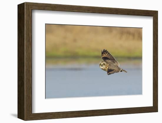 Short-eared Owl flying-Ken Archer-Framed Photographic Print