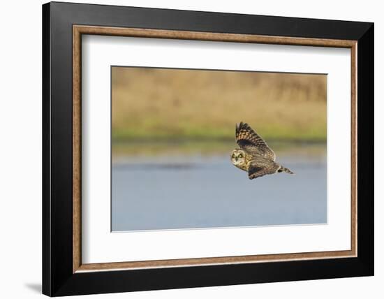 Short-eared Owl flying-Ken Archer-Framed Photographic Print