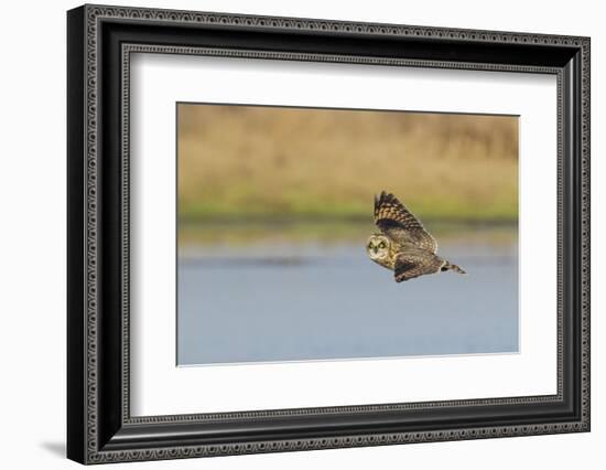 Short-eared Owl flying-Ken Archer-Framed Photographic Print