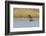 Short-eared Owl flying-Ken Archer-Framed Photographic Print