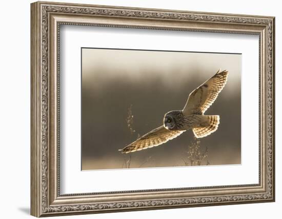 Short-Eared Owl Hunting-Ken Archer-Framed Photographic Print