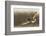 Short-Eared Owl Hunting-Ken Archer-Framed Photographic Print