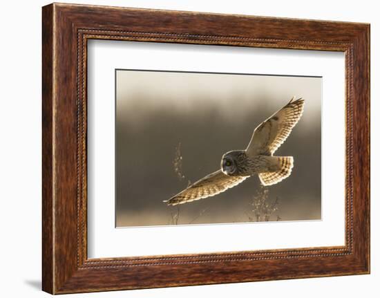 Short-Eared Owl Hunting-Ken Archer-Framed Photographic Print