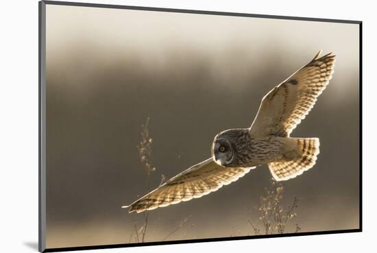 Short-Eared Owl Hunting-Ken Archer-Mounted Photographic Print