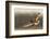 Short-Eared Owl Hunting-Ken Archer-Framed Photographic Print