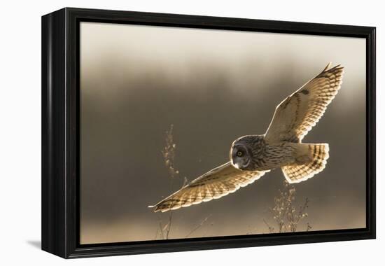 Short-Eared Owl Hunting-Ken Archer-Framed Premier Image Canvas
