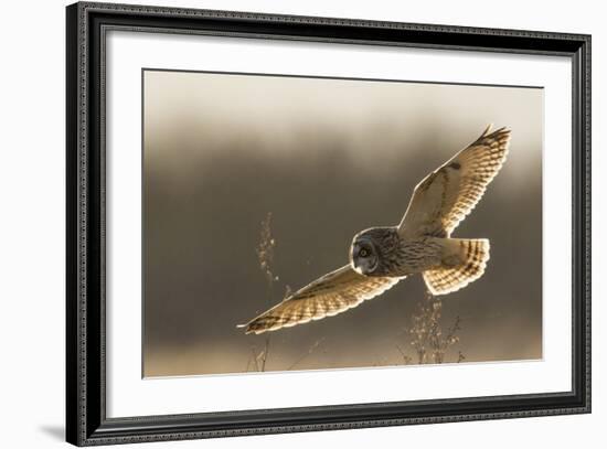 Short-Eared Owl Hunting-Ken Archer-Framed Photographic Print