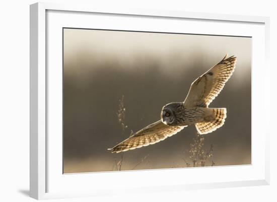 Short-Eared Owl Hunting-Ken Archer-Framed Photographic Print