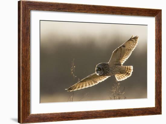 Short-Eared Owl Hunting-Ken Archer-Framed Photographic Print