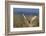 Short-eared owl hunting-Ken Archer-Framed Photographic Print