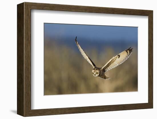 Short-eared owl hunting-Ken Archer-Framed Photographic Print