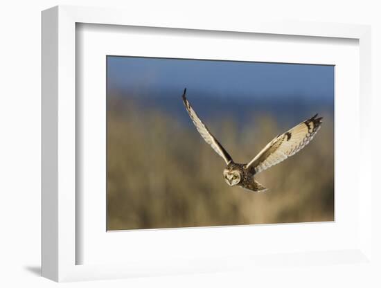 Short-eared owl hunting-Ken Archer-Framed Photographic Print