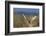 Short-eared owl hunting-Ken Archer-Framed Photographic Print