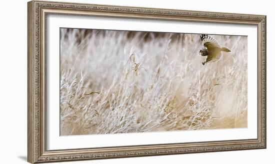 Short-eared owl in flight, Canada-Art Wolfe Wolfe-Framed Photographic Print